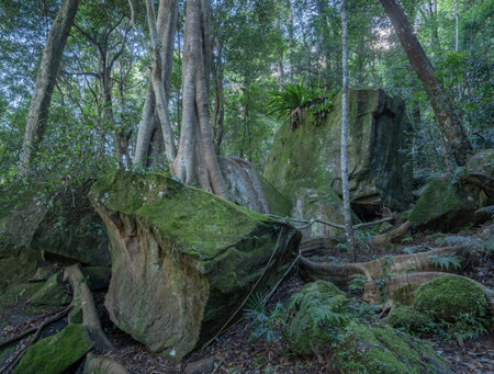Fig Trees and Buttress Roots in Illawarra Escarpment Forestの写真素材