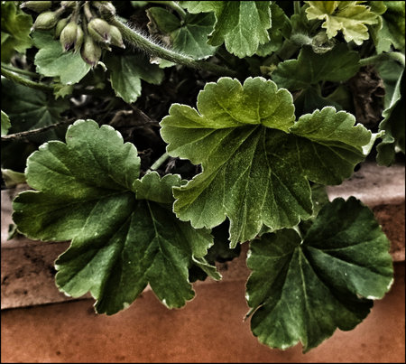Winter Leaves in Upper Courtyardの写真素材