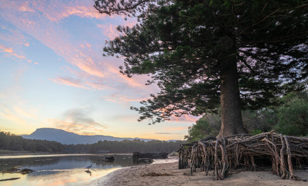 Norfolk Island Pine and Distant Mt Keira at Puckeyâs Lagoon, NSWの写真素材