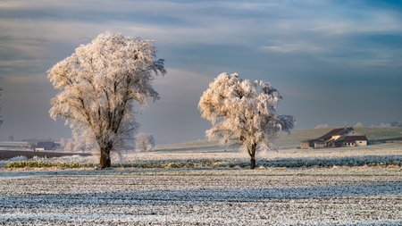 Majestic Frost-Kissed Willows Enchant Snow-Covered OberschwÃ¤rzenbach Landscapeの写真素材