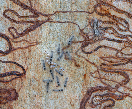 Scribbly Gum Trees with Larvae Trails on Shedding Barkの写真素材