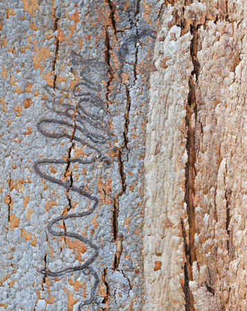 Scribbly Gum Trees with Larvae Trails on Shedding Barkの写真素材
