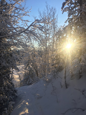 Midday Sun Through Snow-Covered Spruce in Denaliの写真素材