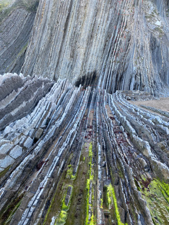 Basque Coast Black Flysch Reveals Wood Cell Patterns