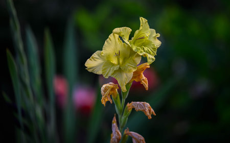 Mellow Yellow in Bloom: A Detailed Close-Up of a Radiant Yellow Flower Outdoorsの写真素材