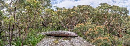 Woodland with Sydney Red Gums and Sandstone, Stanwell Park, Australiaの写真素材