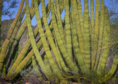 Longing for the Desert: Cholla and Organ Pipe Cacti at Organ Pipe Cactus National Monumentの写真素材