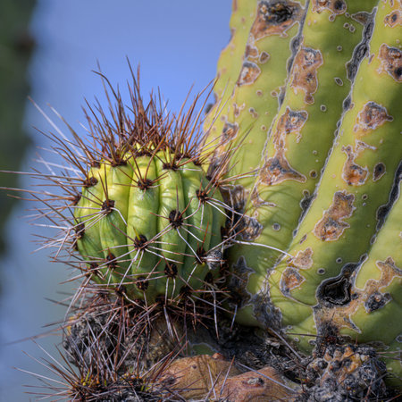 Iconic Saguaro Cactus Shines at Picacho Peak  Park Near Phoenix, Arizonaの写真素材
