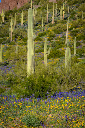 Iconic Saguaro Cactus Shines at Picacho Peak  Park Near Phoenix, Arizonaの写真素材