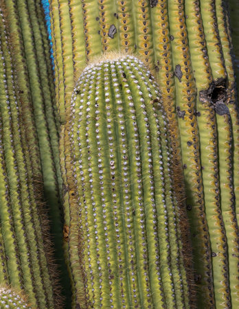 Iconic Saguaro Cactus Shines at Picacho Peak  Park Near Phoenix, Arizonaの写真素材