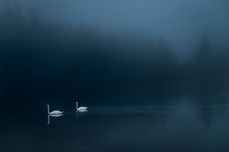Foggy Swan Lake: Early Morning Mist Over Almsee in Upper Austria