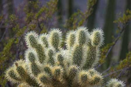 Longing for the Desert: Cholla and Organ Pipe Cacti at Organ Pipe Cactus National Monumentの写真素材