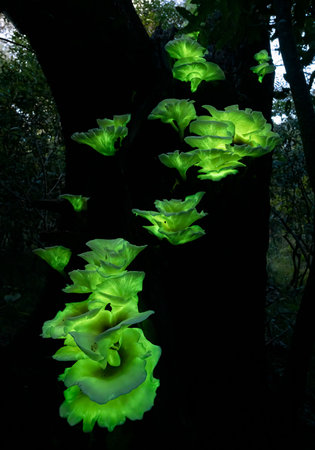 Bioluminescent Omphalotus nidiformis Glows in Green at Puckeys Estate, Wollongong, NSW, Australiaの写真素材