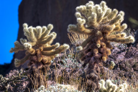 Cholla Cactus on a Dark Backdrop: 2023 Goldfield and Lost Dutchman Adventure in Apache Junction, Arizonaの写真素材