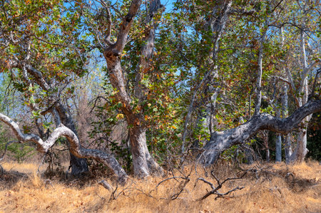 Serene Sycamore Grove Park in Livermore, California: A Lush Display of Trees and Leavesの写真素材
