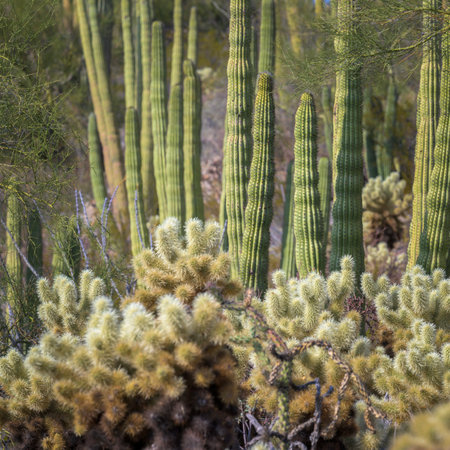 Longing for the Desert: Cholla and Organ Pipe Cacti at Organ Pipe Cactus National Monumentの写真素材