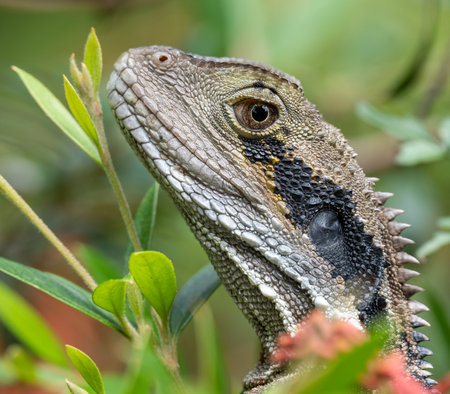 Unexpected Eastern Water Dragon Emerges in Grevillea Garden Bushの写真素材