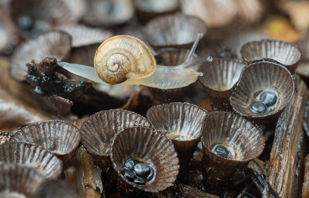 Garden Snail Amidst Birdâs Nest Fungi: Natureâs Microscopic Marvel in Wollongongの写真素材