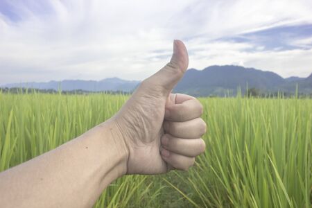 nature green rice filed with hand hand point like blue sky beuatiful landscape background