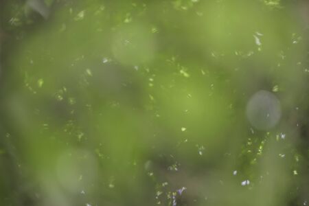 Bokeh background with full color beautiful texture of effect with green leaf nature circle colorful...