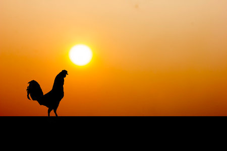 rooster standing silhouette with the sun rises of The landscape, chicken wake up in the morningの写真素材