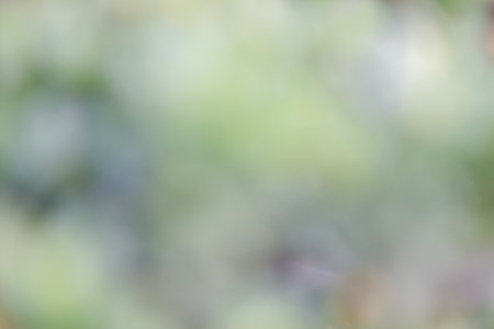 Abstract Blur of light bokeh background with full color green, yellow and grayの写真素材