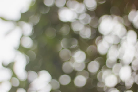 bokeh background with abstract blurred foliage and bright sun light.の写真素材