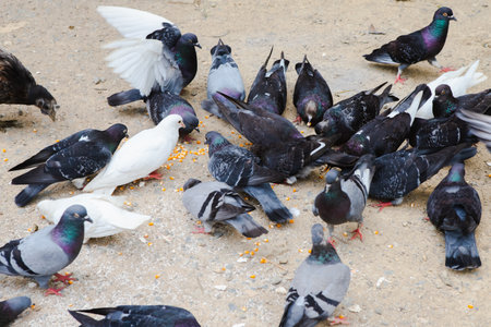 Pigeons are eating food on land and corn on lips, Pigeon group eat food together, poultry animalの写真素材