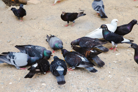 Pigeons are eating food on land and corn on lips, Pigeon group eat food together, poultry animalの写真素材