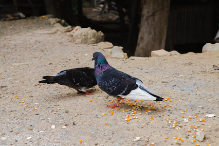 Pigeons are eating food on land and corn on lips, Pigeon group eat food together, poultry animalの写真素材