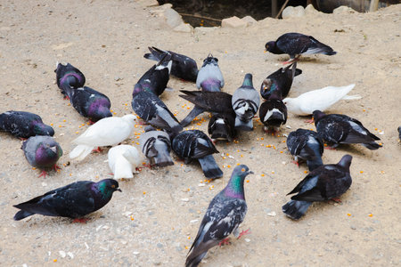 Pigeons are eating food on land and corn on lips, Pigeon group eat food together, poultry animalの写真素材