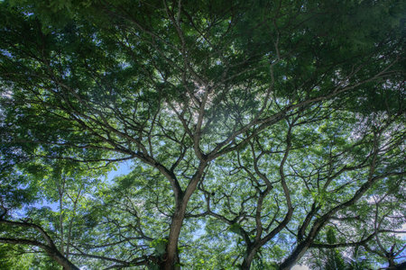 Beautiful nature. Tall trees with green leaves. Sunlight from above. Look down. See sunlight from bottom viewの写真素材