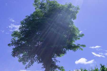 single nature big tree green leaves  blue sky backgroundの写真素材