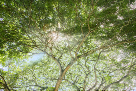 Beautiful nature. Tall trees with green leaves. Sunlight from above. Look down. See sunlight from bottom viewの写真素材