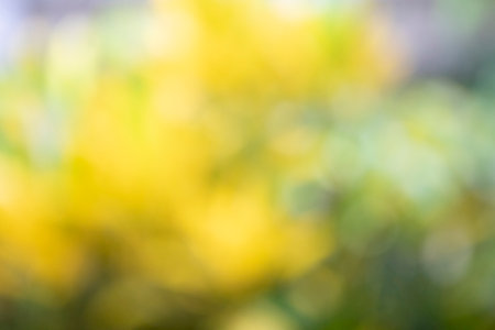 Abstract Blur of light bokeh background with full color green, yellow and grayの写真素材