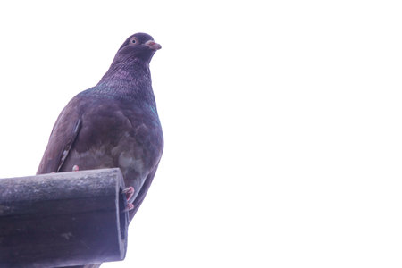 A pigeon bird standing alone on roof isolated on white background. A pigeon standing alone on black wooden for freedom day concept copy space for your text.の写真素材