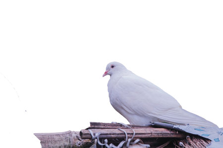 A pigeon bird standing alone on roof isolated on white background. A pigeon standing alone on black wooden for freedom day concept copy space for your text.の写真素材