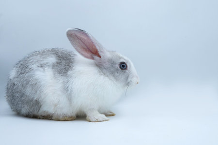Portrait of a cute brown Asian rabbit sitting against, closeup to a bunny one side view on a white backgroundの写真素材