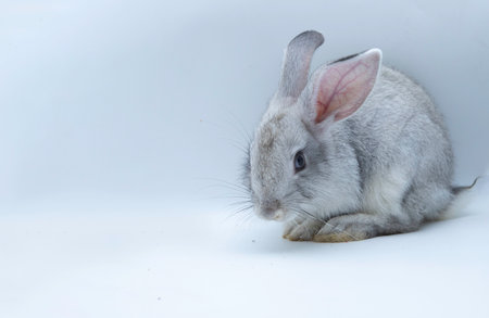 Portrait of a cute brown Asian rabbit sitting against, closeup to a bunny one side view on a white backgroundの写真素材