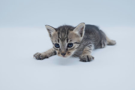 Asian cat on white background. closeup cute pet kitten portrait on clean white backgroundの写真素材