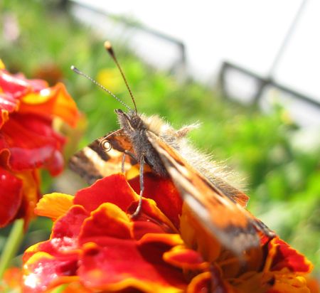 Aglais urticae on flower with spiral proboscis.の写真素材