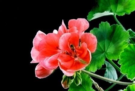 Geranium or pelargonium in insulation on black background.