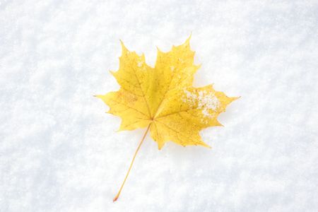 The Yellow maple leaf on snow.の写真素材