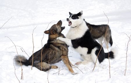 Two vicious dog fight in the snow.