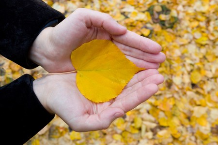 Yellow leaves on the palms.
