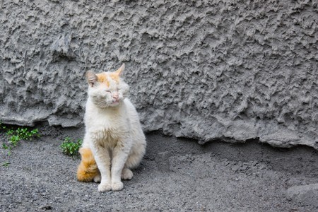Old, tattered cat-bum.の写真素材