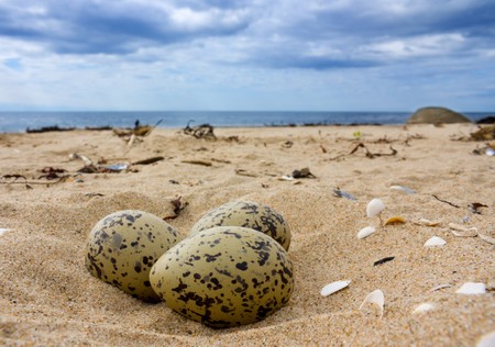 Eggs on the beach.の写真素材