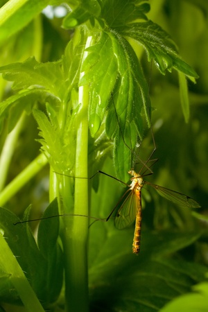 A mosquito is sitting in the grass.の写真素材
