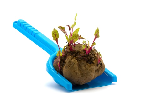 Sprouted beets on his shovel on a white backgroundの写真素材