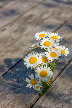 bouquet of daisiesの写真素材
